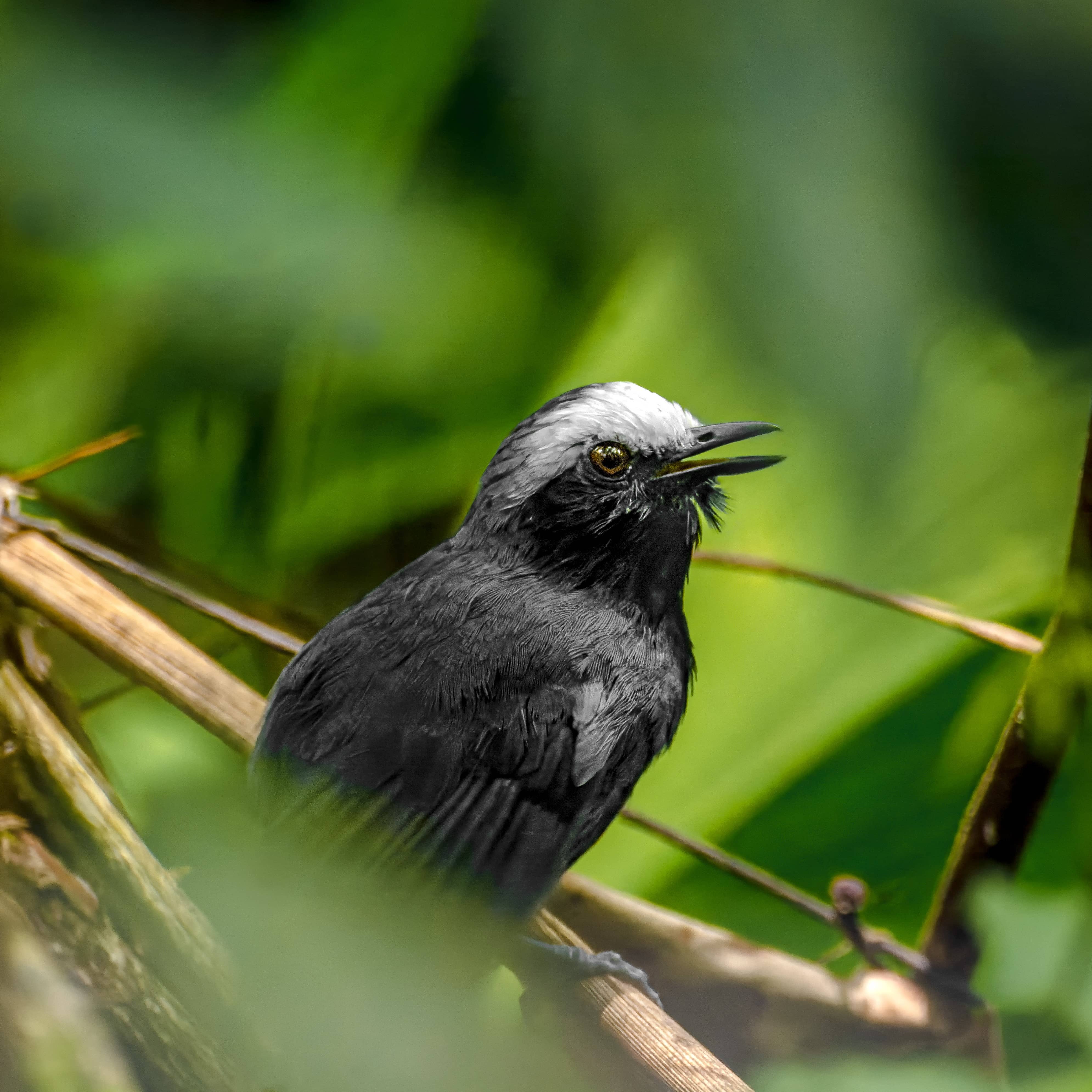 White-browed Antbird
